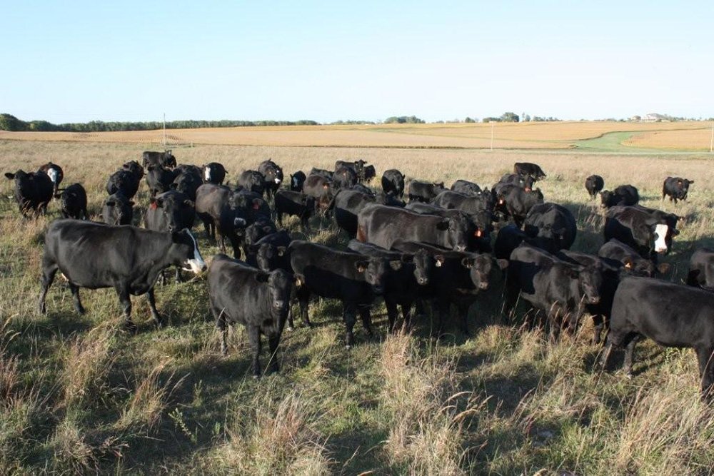 Property photo 29 - Land Auction - 480 Acres in 10 Tracts, Native Grassland, Tillable Cropland