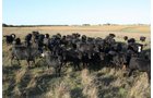 Property photo 29 - Land Auction - 480 Acres in 10 Tracts, Native Grassland, Tillable Cropland