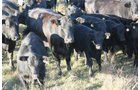 Property photo 69 - Land Auction - 480 Acres in 10 Tracts, Native Grassland, Tillable Cropland