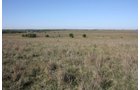 Property photo 25 - Land Auction - 480 Acres in 10 Tracts, Native Grassland, Tillable Cropland