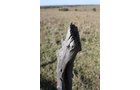 Property photo 24 - Land Auction - 480 Acres in 10 Tracts, Native Grassland, Tillable Cropland