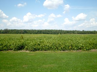 Property photo 9 - 80+/- Acres Offered in 5 Tracts - Prime Farmland & Beautiful Country Home