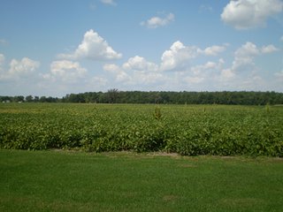 Property photo 4 - 80+/- Acres Offered in 5 Tracts - Prime Farmland & Beautiful Country Home