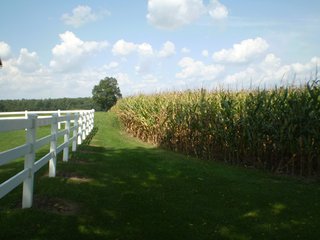 Property photo 30 - 80+/- Acres Offered in 5 Tracts - Prime Farmland & Beautiful Country Home