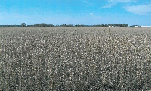 Property photo 1 - 172.366+/- Acres Offered in 2 Tracts - Mostly All Tillable Land