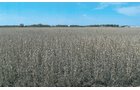 Property photo 1 - 172.366+/- Acres Offered in 2 Tracts - Mostly All Tillable Land