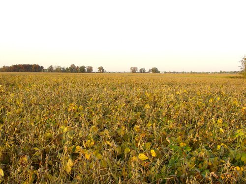 Property photo 14 - 108+/- Acres Offered in 2 Tracts