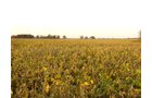 Property photo 14 - 108+/- Acres Offered in 2 Tracts