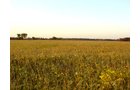 Property photo 11 - 108+/- Acres Offered in 2 Tracts