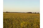 Property photo 8 - 108+/- Acres Offered in 2 Tracts