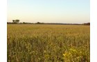 Property photo 4 - 108+/- Acres Offered in 2 Tracts