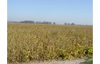Property photo 6 - 108+/- Acres Offered in 2 Tracts