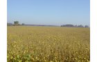 Property photo 19 - 108+/- Acres Offered in 2 Tracts