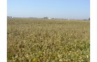 Property photo 20 - 108+/- Acres Offered in 2 Tracts