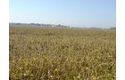 Property photo 1 - 108+/- Acres Offered in 2 Tracts