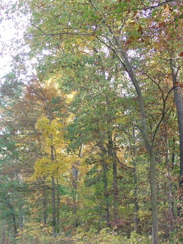 Tract 3 - 21+/- Acres Offered in 3 Tracts - Homestead, Tillable Land & Wooded Land