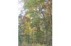 Tract 3 - 21+/- Acres Offered in 3 Tracts - Homestead, Tillable Land & Wooded Land
