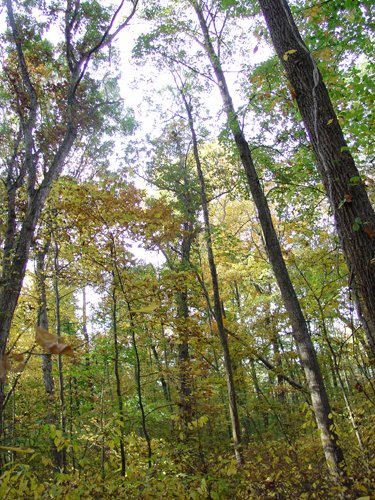 Tract 3 - 21+/- Acres Offered in 3 Tracts - Homestead, Tillable Land & Wooded Land