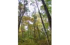 Tract 3 - 21+/- Acres Offered in 3 Tracts - Homestead, Tillable Land & Wooded Land