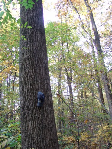 Tract 3 - 21+/- Acres Offered in 3 Tracts - Homestead, Tillable Land & Wooded Land