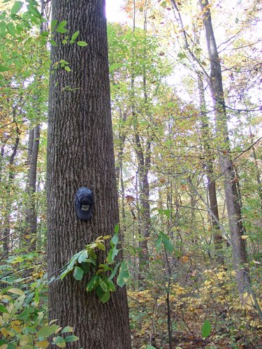 Tract 3 - 21+/- Acres Offered in 3 Tracts - Homestead, Tillable Land & Wooded Land