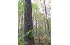 Tract 3 - 21+/- Acres Offered in 3 Tracts - Homestead, Tillable Land & Wooded Land