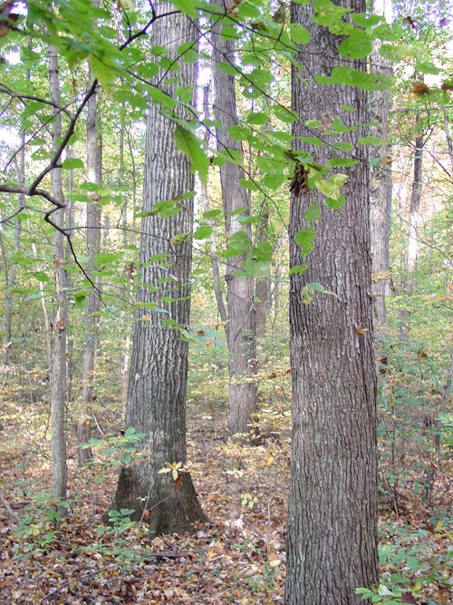 Tract 3 - 21+/- Acres Offered in 3 Tracts - Homestead, Tillable Land & Wooded Land