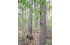 Tract 3 - 21+/- Acres Offered in 3 Tracts - Homestead, Tillable Land & Wooded Land