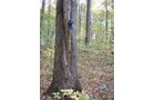 Tract 3 - 21+/- Acres Offered in 3 Tracts - Homestead, Tillable Land & Wooded Land