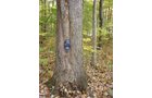 Tract 3 - 21+/- Acres Offered in 3 Tracts - Homestead, Tillable Land & Wooded Land