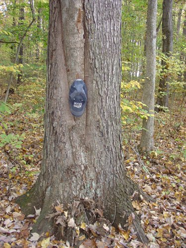 Tract 3 - 21+/- Acres Offered in 3 Tracts - Homestead, Tillable Land & Wooded Land