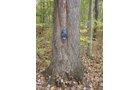 Tract 3 - 21+/- Acres Offered in 3 Tracts - Homestead, Tillable Land & Wooded Land