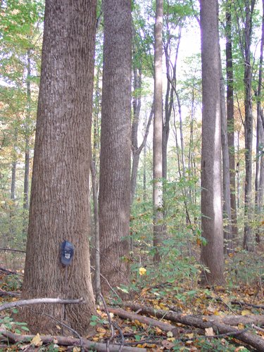 Tract 3 - 21+/- Acres Offered in 3 Tracts - Homestead, Tillable Land & Wooded Land