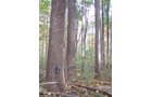Tract 3 - 21+/- Acres Offered in 3 Tracts - Homestead, Tillable Land & Wooded Land