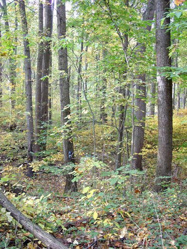 Tract 3 - 21+/- Acres Offered in 3 Tracts - Homestead, Tillable Land & Wooded Land