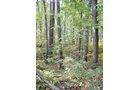 Tract 3 - 21+/- Acres Offered in 3 Tracts - Homestead, Tillable Land & Wooded Land