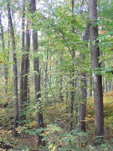 Tract 3 - 21+/- Acres Offered in 3 Tracts - Homestead, Tillable Land & Wooded Land