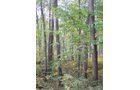 Tract 3 - 21+/- Acres Offered in 3 Tracts - Homestead, Tillable Land & Wooded Land