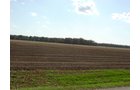 Property photo 43 - 21+/- Acres Offered in 3 Tracts - Homestead, Tillable Land & Wooded Land