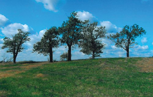 Property photo 3 - 127+/- Acres Offered in 3 Tracts