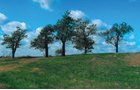Property photo 3 - 127+/- Acres Offered in 3 Tracts