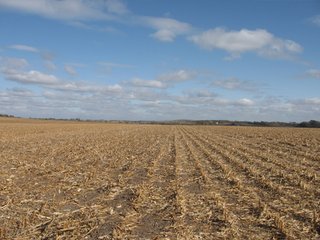 Property photo 45 - 955 Acres Offered in 12 Tracts