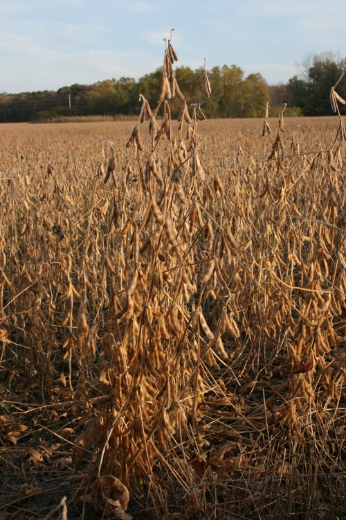 Property photo 9 - 99+/- Acres Offered in 3 Tracts