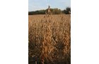Property photo 9 - 99+/- Acres Offered in 3 Tracts