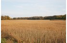 Property photo 23 - 99+/- Acres Offered in 3 Tracts