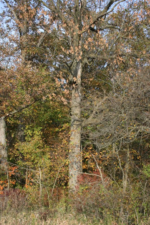 Property photo 5 - 99+/- Acres Offered in 3 Tracts