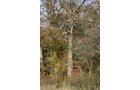 Property photo 5 - 99+/- Acres Offered in 3 Tracts