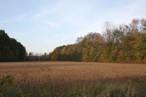 Property photo 11 - 99+/- Acres Offered in 3 Tracts