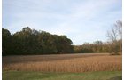 Property photo 3 - 99+/- Acres Offered in 3 Tracts