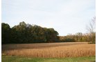 Property photo 16 - 99+/- Acres Offered in 3 Tracts